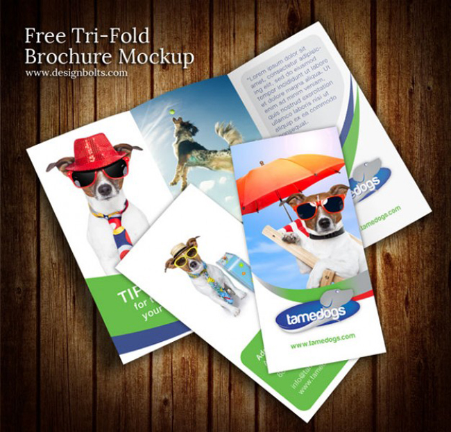 Download A Collection Of Free Psd Brochure Mockups